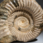 Genuine Ammonite Fossil