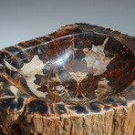 Genuine Petrified Wood Bowl