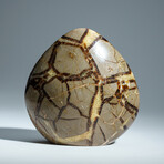 Genuine Septarian Freeform