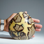 Genuine Septarian Freeform