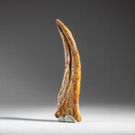 Genuine Natural Spinosaurus Foot Claw in Display Case // 59.4g