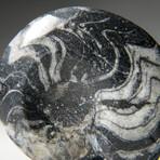 Genuine Polished Goniatite Ammonite Fossil