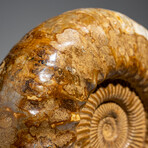 Genuine Polished Calcified Ammonite in Acrylic Display Stand // 10.88lb