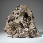 Genuine Natural Fossilized Ammonite Cluster in Acrylic Display Stand // 4.5lb