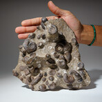 Genuine Natural Fossilized Ammonite Cluster in Acrylic Display Stand // 4.5lb