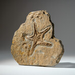 Genuine Natural Fossilized Ordovician Starfish in Acrylic Display Stand