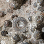 Genuine Natural Fossilized Ammonite Cluster in Acrylic Display Stand // 11lb