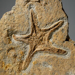 Genuine Natural Fossilized Ordovician Starfish in Acrylic Display Stand