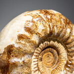 Genuine Polished Calcified Ammonite in Acrylic Display Stand // 7.73lb