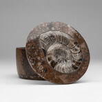 Genuine Ammonite and Orthoceras Fossil Round Box // Medium