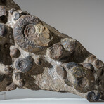 Genuine Natural Fossilized Ammonite Cluster in Acrylic Display Stand // 11lb