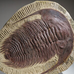 Genuine Andalusiana Paradoxides Trilobite in Matrix in Acrylic Display Stand