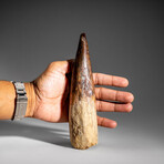 Genuine Natural Spinosaurus Tooth in Display Case