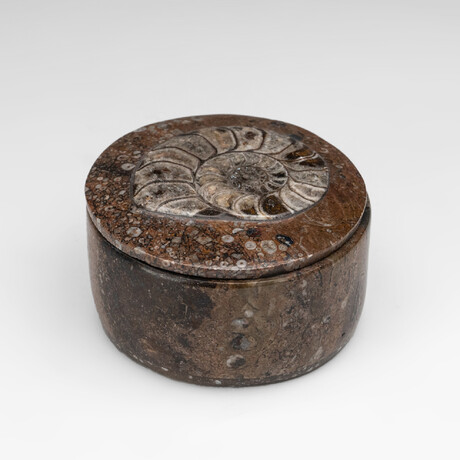 Genuine Ammonite and Orthoceras Fossil Round Box // Medium