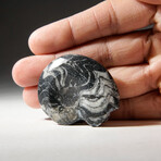 Genuine Polished Goniatite Ammonite Fossil