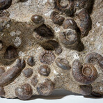 Genuine Natural Fossilized Ammonite Cluster in Acrylic Display Stand // 4.5lb