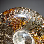 Genuine Polished Calcified Ammonite in Acrylic Display Stand // 4.07lb