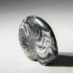 Genuine Polished Goniatite Ammonite Fossil // 27.4g