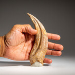 Genuine Natural Spinosaurus Foot Claw in Display Case // 92.7g