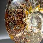 Genuine Polished Calcified Ammonite in Acrylic Display Stand // 4.24lb