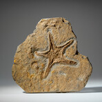 Genuine Natural Fossilized Ordovician Starfish in Acrylic Display Stand