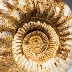 Genuine Polished Calcified Ammonite in Acrylic Display Stand // 7.73lb