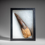 Genuine Natural Spinosaurus Tooth in Display Case // 334.4g