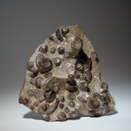 Genuine Natural Fossilized Ammonite Cluster in Acrylic Display Stand // 4.5lb