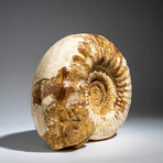 Genuine Polished Calcified Ammonite in Acrylic Display Stand // 7.73lb