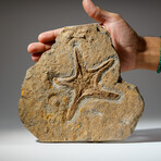 Genuine Natural Fossilized Ordovician Starfish in Acrylic Display Stand