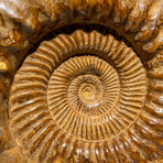 Genuine Polished Calcified Ammonite in Acrylic Display Stand // 10.88lb