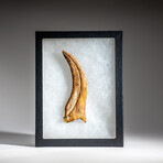 Genuine Natural Spinosaurus Foot Claw in Display Case // 59.4g