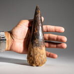 Genuine Natural Spinosaurus Tooth in Display Case // 334.4g