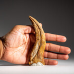 Genuine Natural Spinosaurus Foot Claw in Display Case // 59.4g