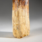 Genuine Natural Spinosaurus Tooth in Display Case