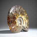 Genuine Polished Calcified Ammonite in Acrylic Display Stand // 4.24lb