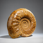 Genuine Polished Calcified Ammonite in Acrylic Display Stand // 10.88lb