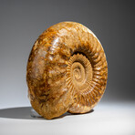 Genuine Polished Calcified Ammonite in Acrylic Display Stand // 10.88lb