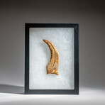 Genuine Natural Spinosaurus Foot Claw in Display Case // 40.7g