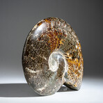 Genuine Polished Calcified Ammonite in Acrylic Display Stand // 4.07lb