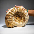 Genuine Polished Calcified Ammonite in Acrylic Display Stand // 7.73lb