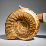 Genuine Polished Calcified Ammonite in Acrylic Display Stand // 10.88lb