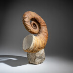 Genuine Natural Fossilized Heteromorph Ammonite // 11.75lb