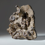 Genuine Natural Fossilized Ammonite Cluster in Acrylic Display Stand // 4.5lb