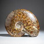 Genuine Polished Calcified Ammonite in Acrylic Display Stand // 2.3lb