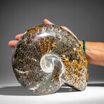 Genuine Polished Calcified Ammonite in Acrylic Display Stand // 4.07lb