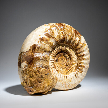 Genuine Polished Calcified Ammonite in Acrylic Display Stand // 7.73lb