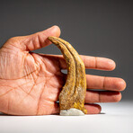 Genuine Natural Spinosaurus Foot Claw in Display Case // 40.7g