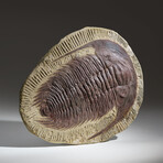 Genuine Andalusiana Paradoxides Trilobite in Matrix in Acrylic Display Stand