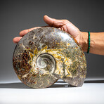 Genuine Polished Calcified Ammonite in Acrylic Display Stand // 4.24lb